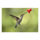 Pesquisar por pairar Colibri