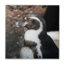 Pesquisar por pinguim azulejos Animal