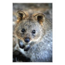 Pesquisar por marsupial Quokka