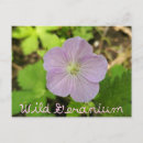 Pesquisar por geranium cartoes postais Flor