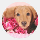 Pesquisar por filhotes de cachorro adesivos Doxie