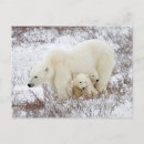 Pesquisar por filhote de urso polar cartoes postais Bebê
