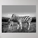 Pesquisar por zebra pósteres pôsteres Animal