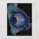 Pesquisar por olhos humanos cartoes postais Ilustração