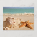 Pesquisar por sea shell cartoes postais Mar