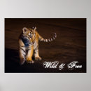 Pesquisar por tigre fotografia Tigre de bebê