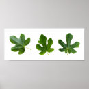 Pesquisar por fundo verde pôsteres Folhas