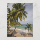 Pesquisar por paisagem tropical cartoes postais Palmeira