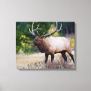 Pesquisar por antlers impressão de canvas Colorado