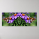 Pesquisar por flores de borboleta pôsteres Natureza
