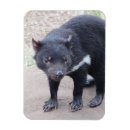 Pesquisar por diabo tasmaniano Natureza