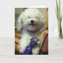 Pesquisar por bichon frise cartoes Fotografia