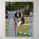Pesquisar por agilidade pôsteres Collie