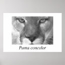 Pesquisar por puma pósteres pôsteres Lion