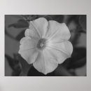 Pesquisar por pretty pôsteres Light