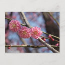 Pesquisar por flor chinesa cartoes postais Rosa
