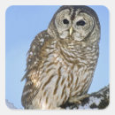 Pesquisar por barrado adesivos Raptor