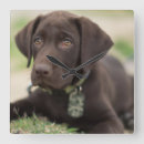 Pesquisar por laboratório relogios de parede Cão