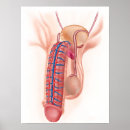 Pesquisar por anatomy pôsteres Biomedical illustrations