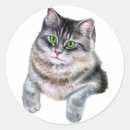 Pesquisar por tablet adesivos Gato