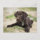 Pesquisar por labrador retriever cartoes postais Puppy