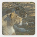 Pesquisar por leão rei adesivos Animal