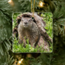 Pesquisar por marmota ornamentos Natureza