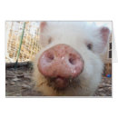 Pesquisar por snout Porco