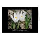 Pesquisar por açafrão cartoes postais Branco