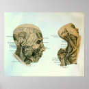 Pesquisar por anatomy pôsteres Vintage