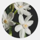 Pesquisar por flores brancas adesivos Foto