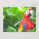 Pesquisar por escaravelho cartoes postais Natureza
