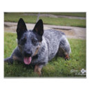 Pesquisar por heeler azul Fotografia
