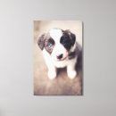 Pesquisar por border collie impressão de canvas Animal