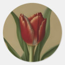 Pesquisar por tulipas vermelhas adesivos Tulipa vermelha