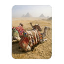 Pesquisar por camelo imas Egipto