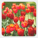 Pesquisar por tulips adesivos Para eles