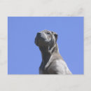 Pesquisar por shar pei chinês cartoes postais Afipei