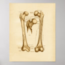 Pesquisar por femur pôsteres Anatomia