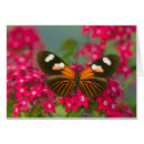 Pesquisar por borboleta tropical cartoes postais Vida selvagem