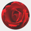 Pesquisar por lenço de papel adesivos Rosa