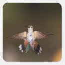 Pesquisar por colibri adesivos Animal