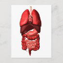 Pesquisar por sistema digestivo cartoes postais Trato gastrointestinal