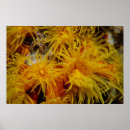 Pesquisar por laranja coral pôsteres Natureza