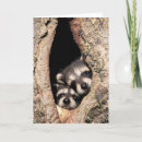Pesquisar por cute raccoon cartoes postais Wildlife
