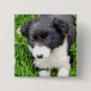 Pesquisar por meu border collie acessorios Animal