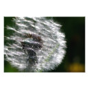 Pesquisar por semente fotografia Dandelion