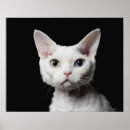 Pesquisar por gato branco pósteres pôsteres Felino