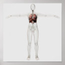 Pesquisar por system pósteres pôsteres Anatomy