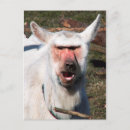 Pesquisar por babuíno cartoes postais Animais